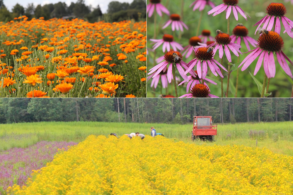 Kurmīši (Курмиши)
