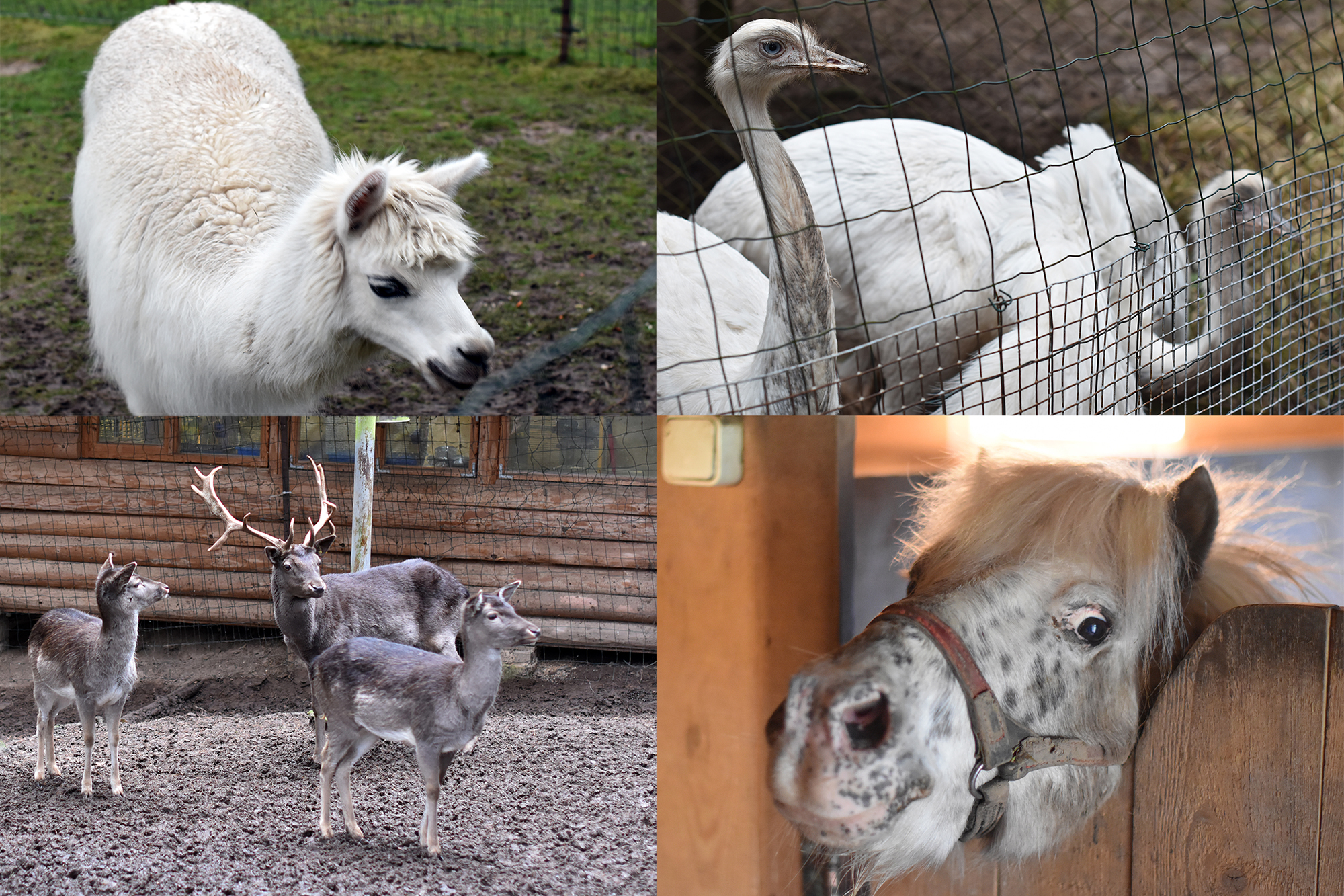Мини-зоопарк "Розите" (Mini zoo "Rozīte")
